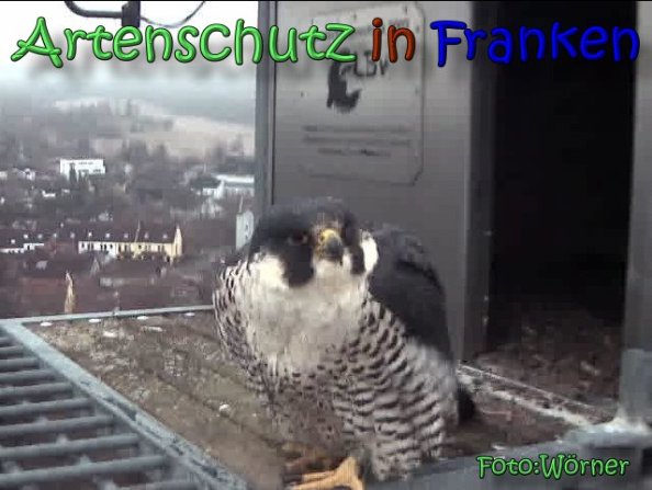 Copyright AiS Raimund Wörner Bild zum Eintrag (63176-160)