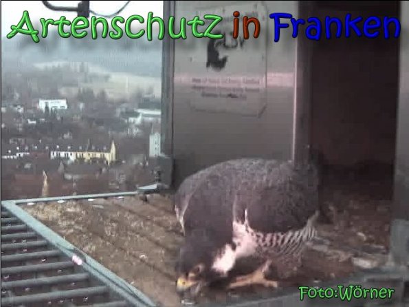 Copyright AiS Raimund Wörner Bild zum Eintrag (63177-160)