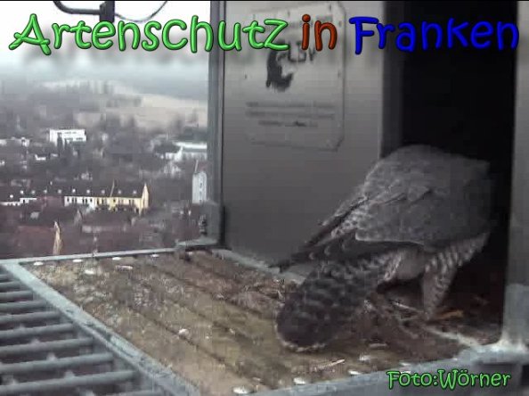 Copyright AiS Raimund Wörner Bild zum Eintrag (63183-160)