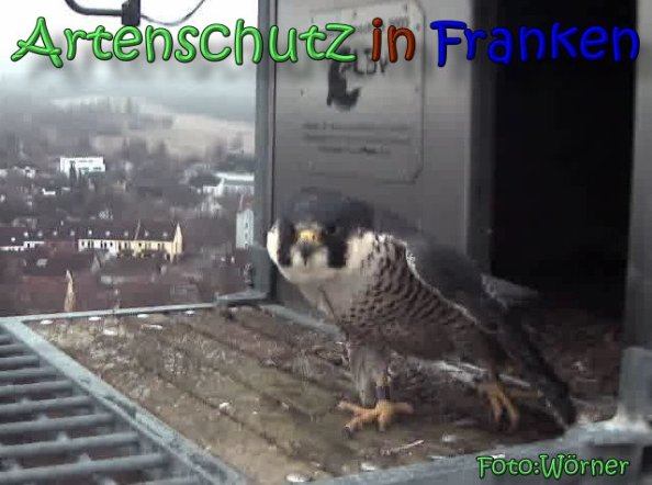 Copyright AiS Raimund Wörner Bild zum Eintrag (63184-160)