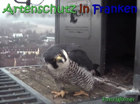 Copyright AiS Raimund Wörner Bild zum Eintrag (63185-160)