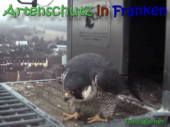 Copyright AiS Raimund Wörner Bild zum Eintrag (63186-160)