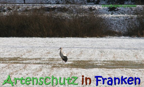 Copyright AiS Brigitte Schmitt Bild zum Eintrag (63372-160)