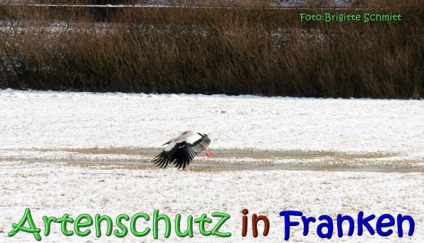 Copyright AiS Brigitte Schmitt Bild zum Eintrag (63373-160)