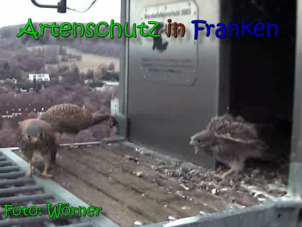 Copyright AiS Raimund Wörner Bild zum Eintrag (63441-160)