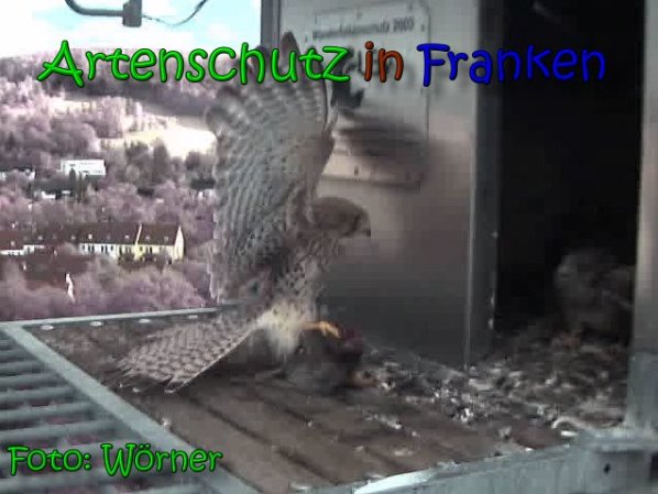 Copyright AiS Raimund Wörner Bild zum Eintrag (63442-160)