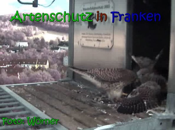 Copyright AiS Raimund Wörner Bild zum Eintrag (63443-160)
