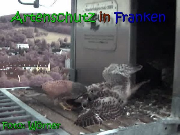 Copyright AiS Raimund Wörner Bild zum Eintrag (63444-160)