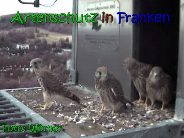 Copyright AiS Raimund Wörner Bild zum Eintrag (63445-160)