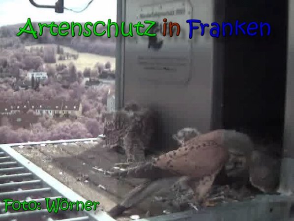 Copyright AiS Raimund Wörner Bild zum Eintrag (63450-160)