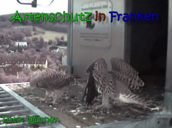 Copyright AiS Raimund Wörner Bild zum Eintrag (63451-160)