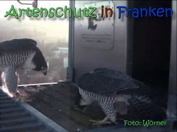 Copyright AiS Raimund Wörner Bild zum Eintrag (63590-160)