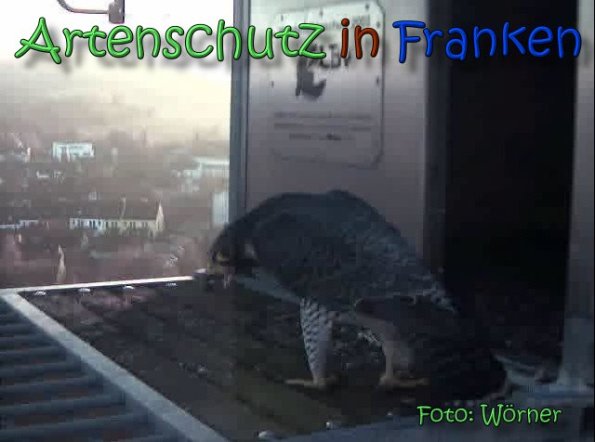 Copyright AiS Raimund Wörner Bild zum Eintrag (63591-160)