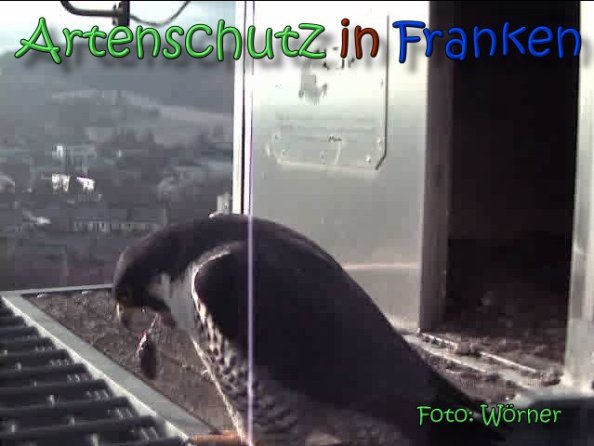 Copyright AiS Raimund Wörner Bild zum Eintrag (63592-160)