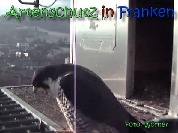 Copyright AiS Raimund Wörner Bild zum Eintrag (63593-160)