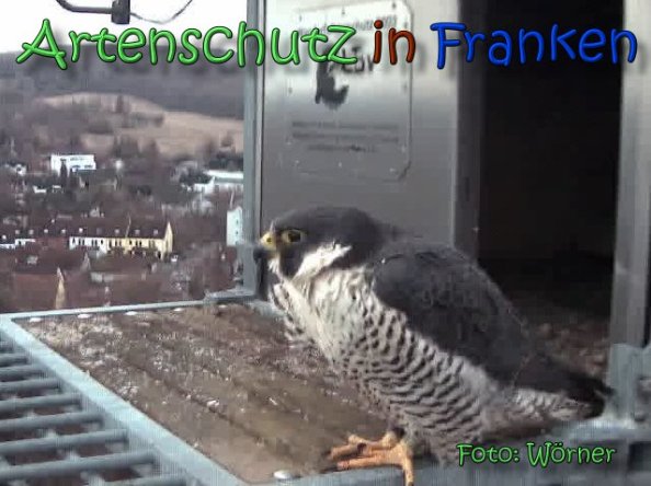 Copyright AiS Raimund Wörner Bild zum Eintrag (63594-160)