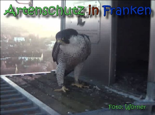 Copyright AiS Raimund Wörner Bild zum Eintrag (63595-160)