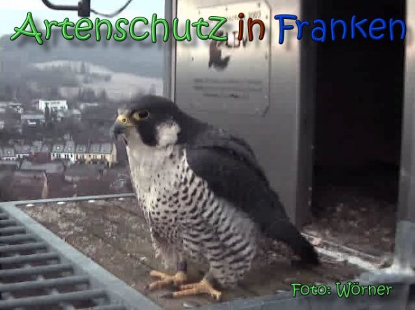 Copyright AiS Raimund Wörner Bild zum Eintrag (63597-160)