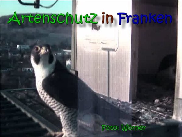Copyright AiS Raimund Wörner Bild zum Eintrag (64693-160)