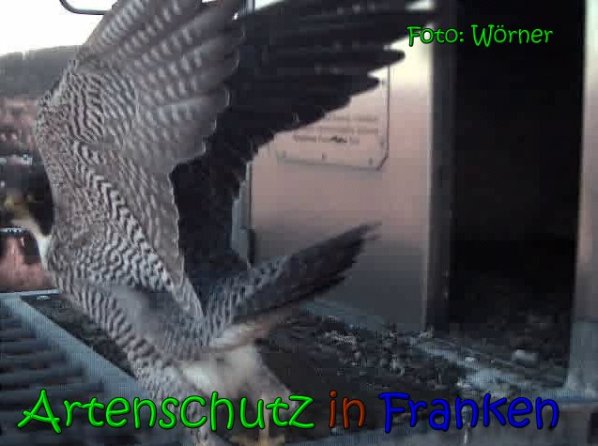 Copyright AiS Raimund Wörner Bild zum Eintrag (64694-160)