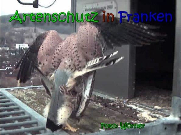 Copyright AiS Raimund Wörner Bild zum Eintrag (64701-160)