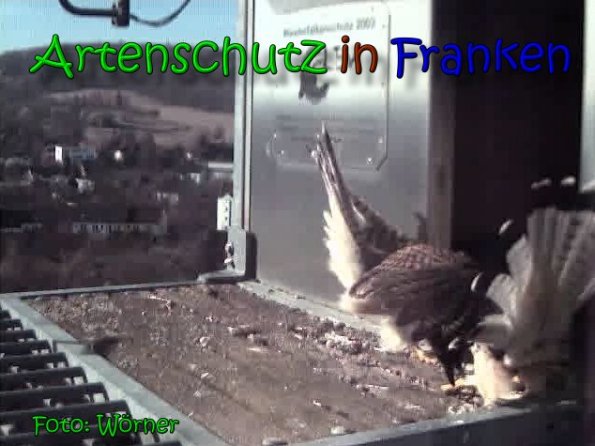 Copyright AiS Raimund Wörner Bild zum Eintrag (64708-160)