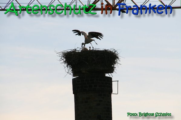 Copyright AiS Brigitte Schmitt Bild zum Eintrag (66490-160)