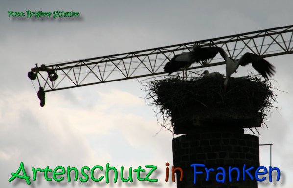 Copyright AiS Brigitte Schmitt Bild zum Eintrag (66492-160)