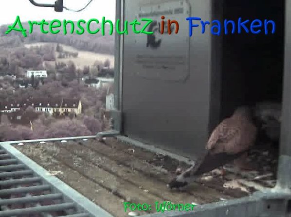 Copyright AiS Raimund Wörner Bild zum Eintrag (67083-160)