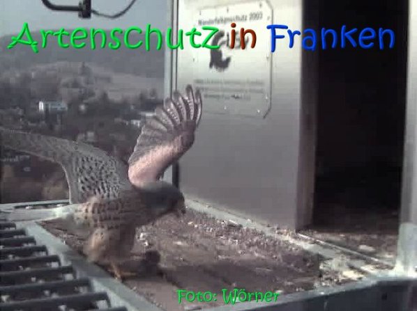Copyright AiS Raimund Wörner Bild zum Eintrag (67085-160)