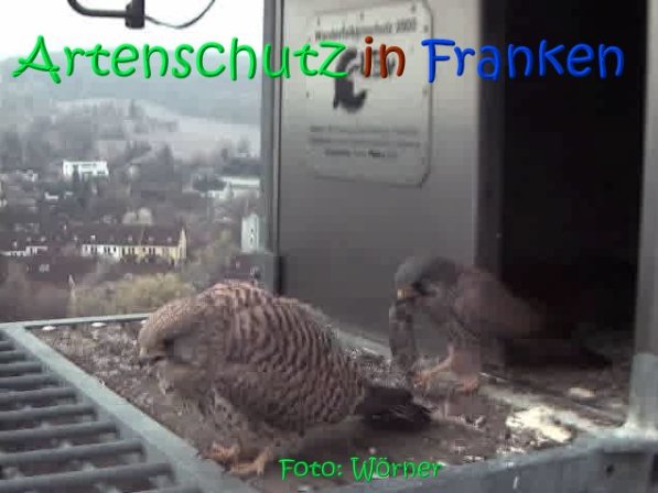 Copyright AiS Raimund Wörner Bild zum Eintrag (67088-160)