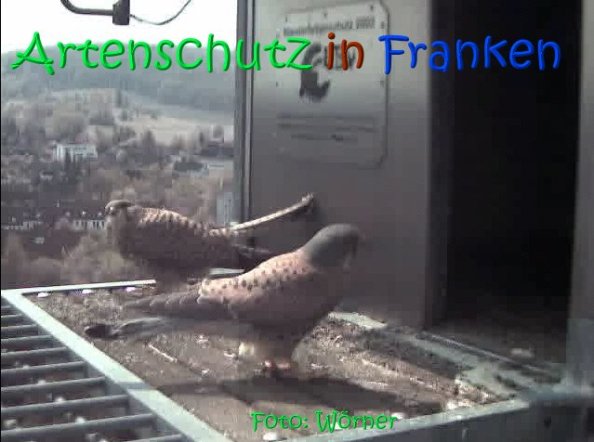 Copyright AiS Raimund Wörner Bild zum Eintrag (67089-160)