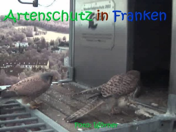 Copyright AiS Raimund Wörner Bild zum Eintrag (67090-160)