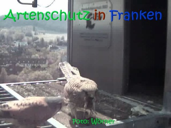 Copyright AiS Raimund Wörner Bild zum Eintrag (67091-160)