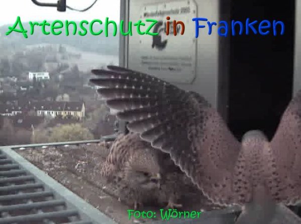 Copyright AiS Raimund Wörner Bild zum Eintrag (67092-160)