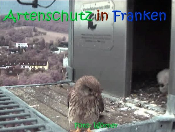 Copyright AiS Raimund Wörner Bild zum Eintrag (67094-160)