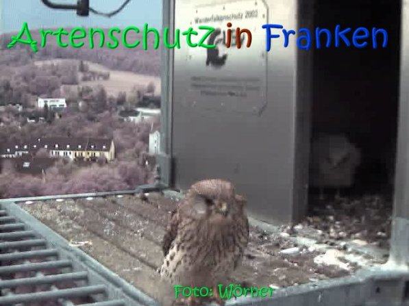 Copyright AiS Raimund Wörner Bild zum Eintrag (67096-160)