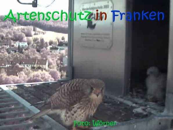 Copyright AiS Raimund Wörner Bild zum Eintrag (67097-160)
