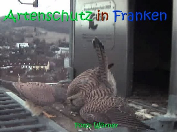 Copyright AiS Raimund Wörner Bild zum Eintrag (67098-160)
