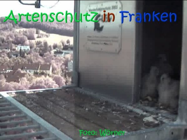 Copyright AiS Raimund Wörner Bild zum Eintrag (67099-160)
