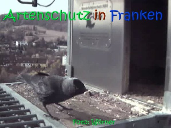 Copyright AiS Raimund Wörner Bild zum Eintrag (67100-160)
