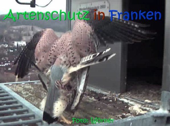 Copyright AiS Raimund Wörner Bild zum Eintrag (67105-160)