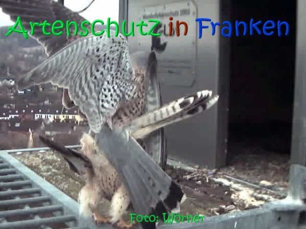 Copyright AiS Raimund Wörner Bild zum Eintrag (67109-160)