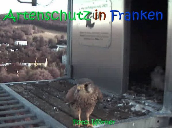 Copyright AiS Raimund Wörner Bild zum Eintrag (67110-160)