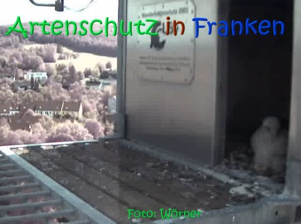Copyright AiS Raimund Wörner Bild zum Eintrag (67111-160)