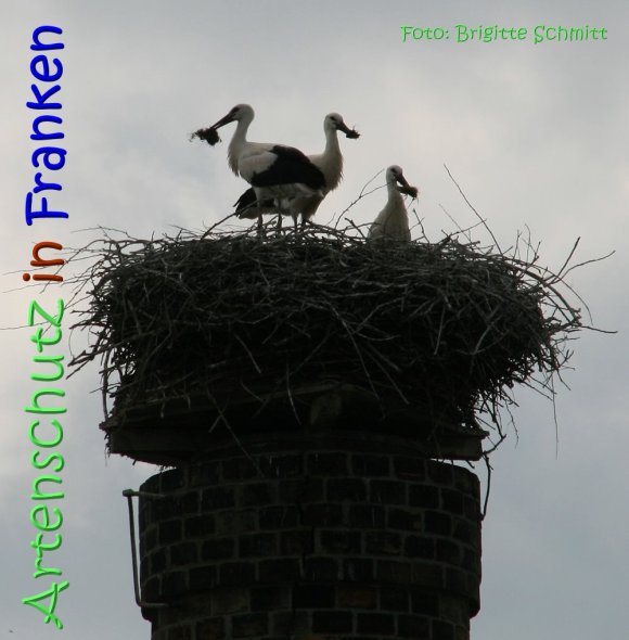 Copyright AiS Brigitte Schmitt Bild zum Eintrag (67583-160)