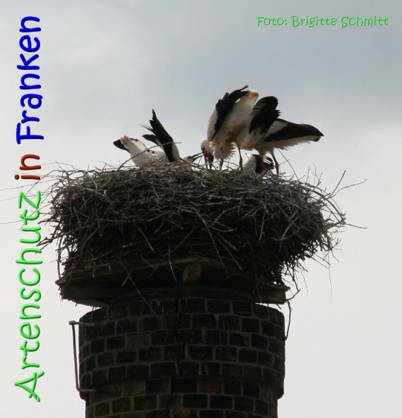 Copyright AiS Brigitte Schmitt Bild zum Eintrag (67584-160)