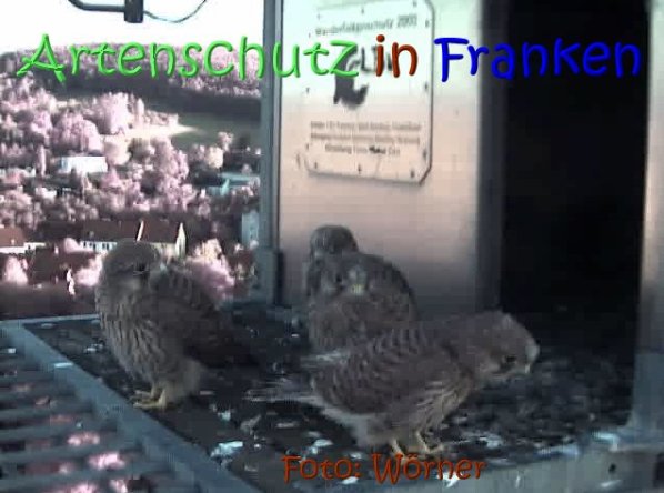 Copyright AiS Raimund Wörner Bild zum Eintrag (67620-160)