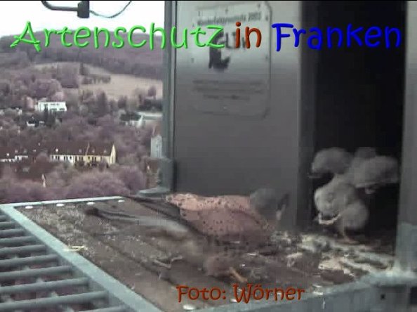 Copyright AiS Raimund Wörner Bild zum Eintrag (67622-160)