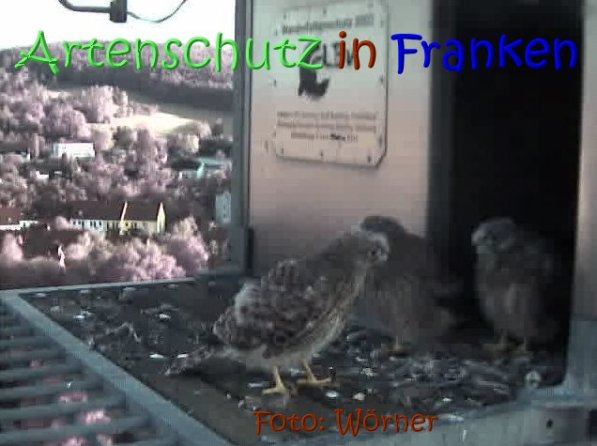 Copyright AiS Raimund Wörner Bild zum Eintrag (67626-160)